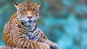 India's Leopard Trail: Unveiling 5 Top Spots for Guaranteed Sightings