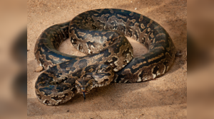 Giant Snakes of the World: A Guide to the 10 Largest Species and Their Habitats