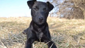Expert Warns: Three Dog Breeds Ill-Suited for Novice Owners