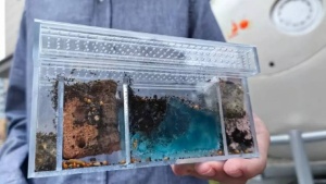 Russia’s Bion-M No. 2 mission launched 75 mice, 1500 fruit flies, and lunar dust to space; here’s why