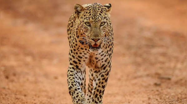 Leopard staring directly at the camera in Jhalana Reserve