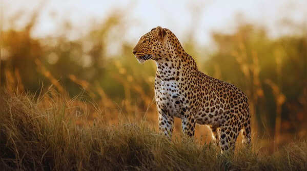 Leopard captured on camera in Sanjay Gandhi National Park