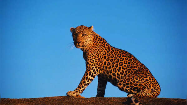 Leopards roaming freely in Bera