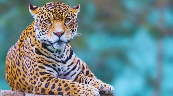 Leopard in its natural habitat