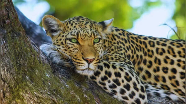 Leopard relaxing on the rocks in Jawai