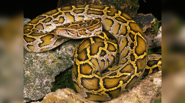 Indian Python slithering through a swamp.