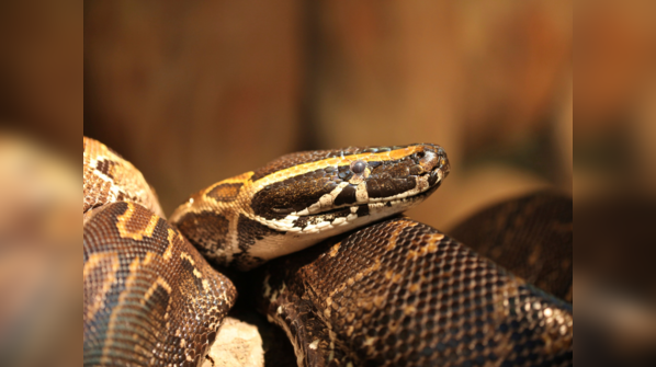 African Rock Python preying on a large animal.
