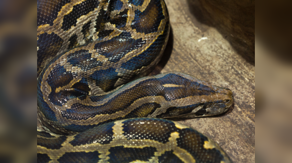 Burmese Python camouflaged in its natural habitat.