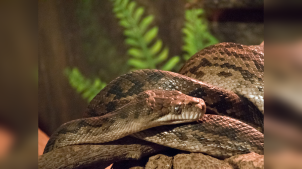 Amethystine Python showcasing its shimmering scales.
