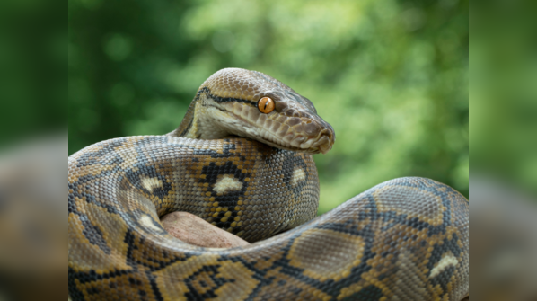 The intricate pattern of a Reticulated Python.