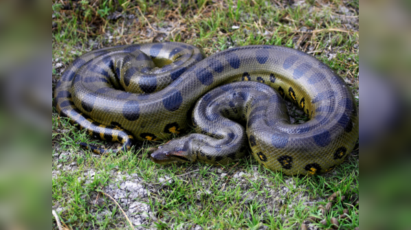 Green Anaconda lurking in the Amazon River.