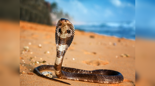 A King Cobra displaying its iconic hood.