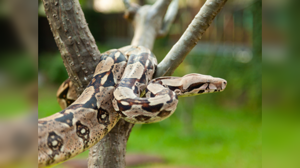 A Boa Constrictor resting on a branch.