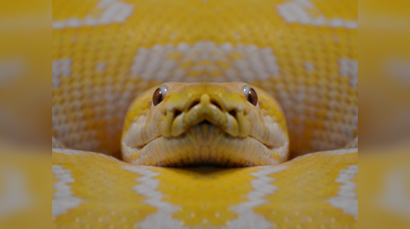 A Yellow Anaconda swimming through wetlands.