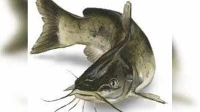 Close-up of Thai Mangur fish, a banned species.