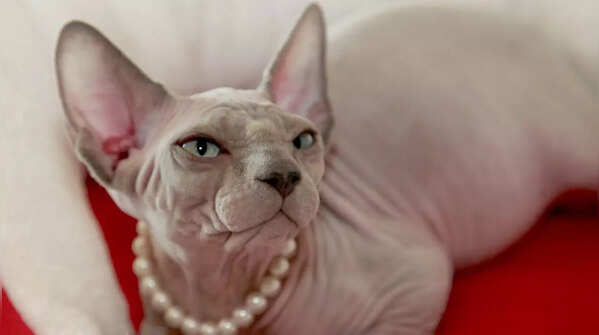 A hairless Sphynx cat with wrinkled skin