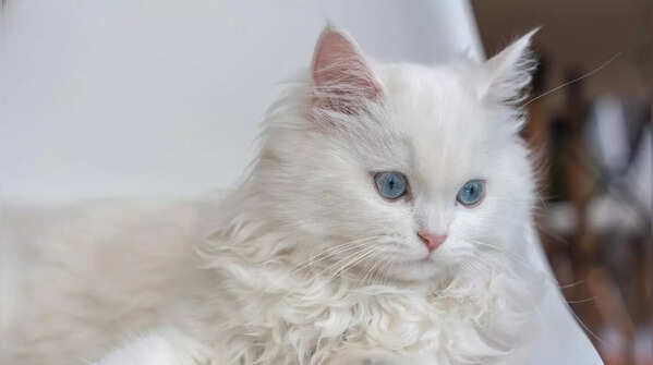 A fluffy Persian cat