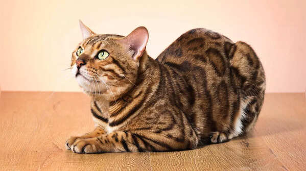 A beautiful Bengal cat with leopard-like spots