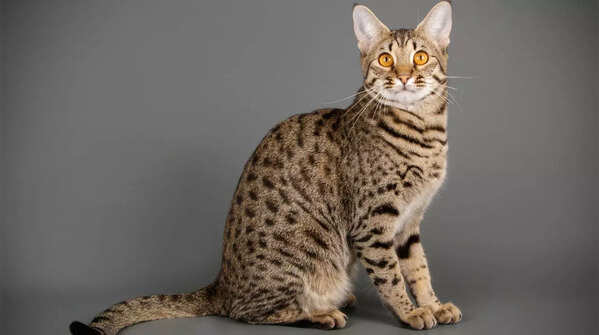 A stunning Savannah cat with spotted coat