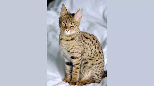 A majestic Ashera cat