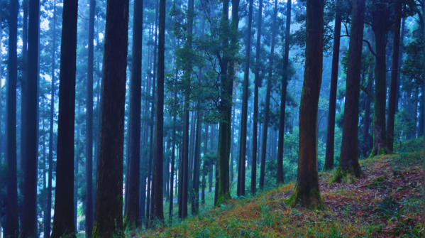 Mist-covered woods surrounding Dow Hill in Kurseong, West Bengal