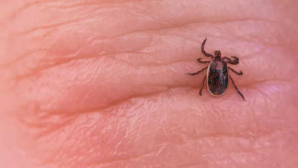 Close-up of a tick, highlighting the risk of bites