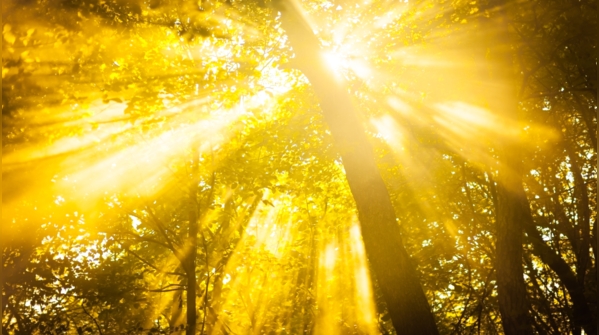 Chase the morning sunlight