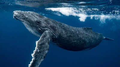 26-million-year-old whale skull fossil found, sheds light on ancient marine life