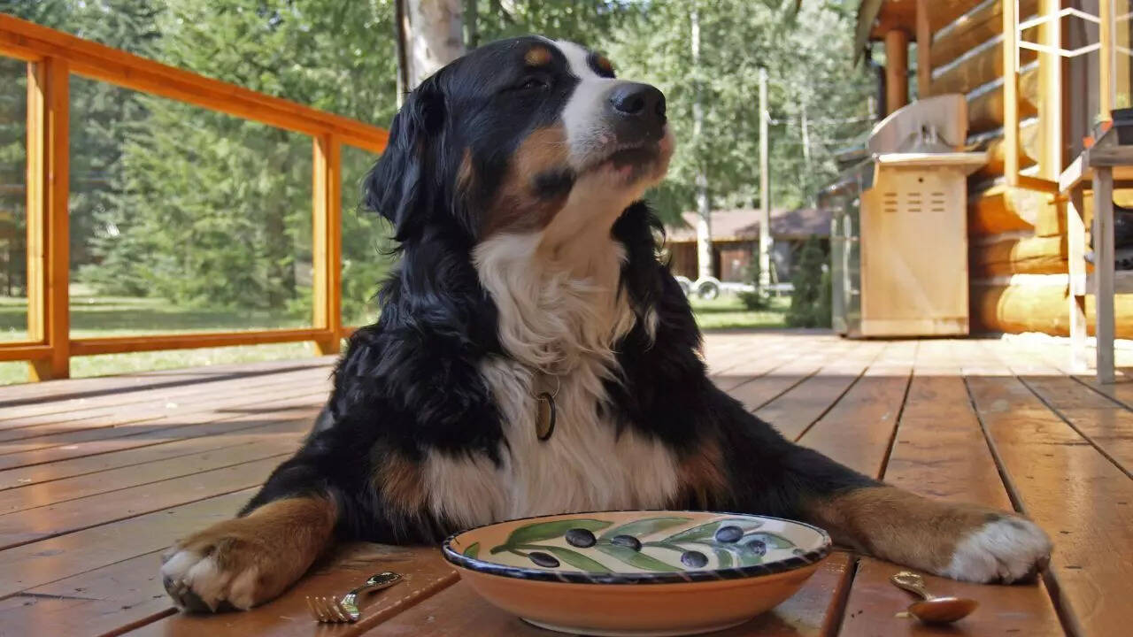 Certain dog breeds are prone to overeating