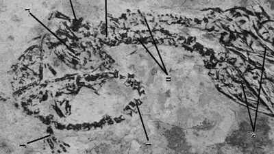 Dinosaur with two heads? Rare fossil discovery stuns scientists