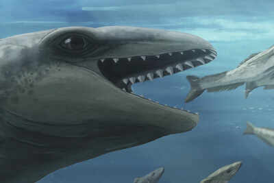 ‘Weird mash-up of whale, seal and Pokémon’: New ‘nightmare Muppet’ fossil sheds light on evolution; tiny predator had shark-like jaws, bulging eyes