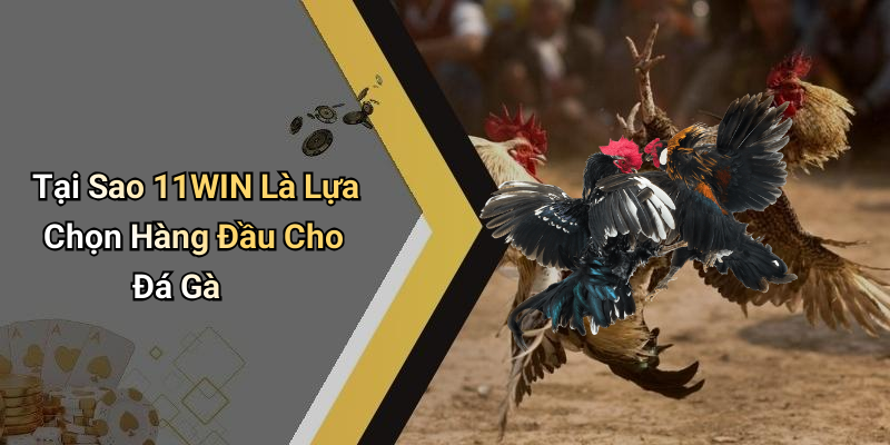 Tại Sao 11WIN Là Lựa Chọn Hàng Đầu Cho Đá Gà